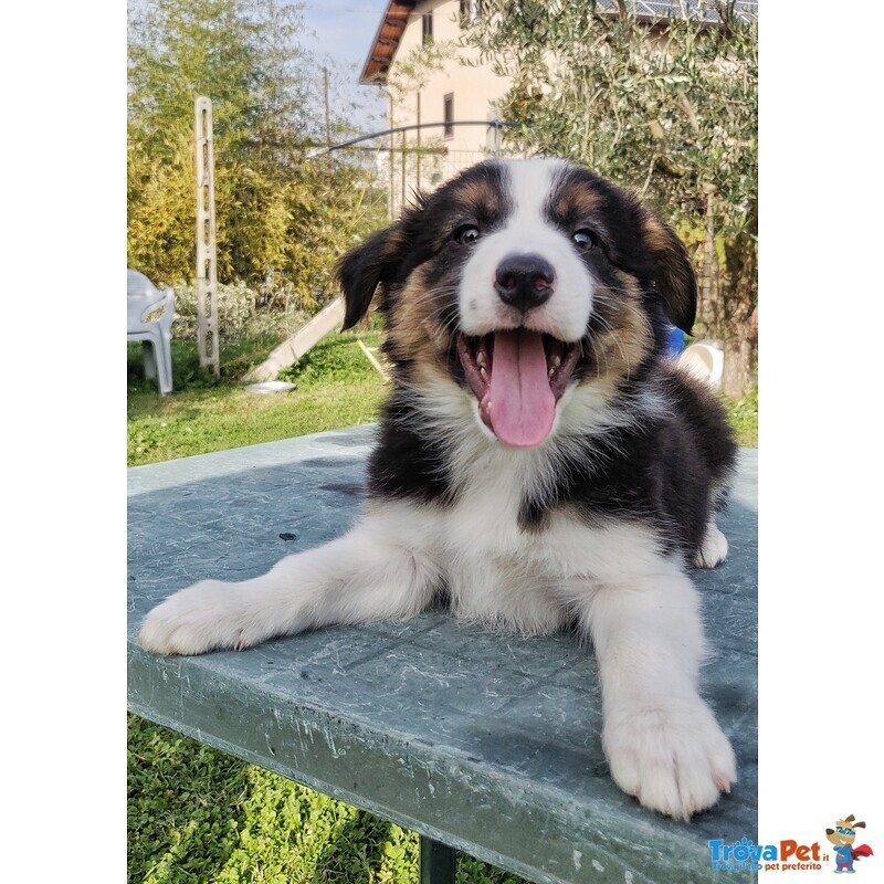 Cuccioli di Border Collie con Pedigree - Foto n. 3