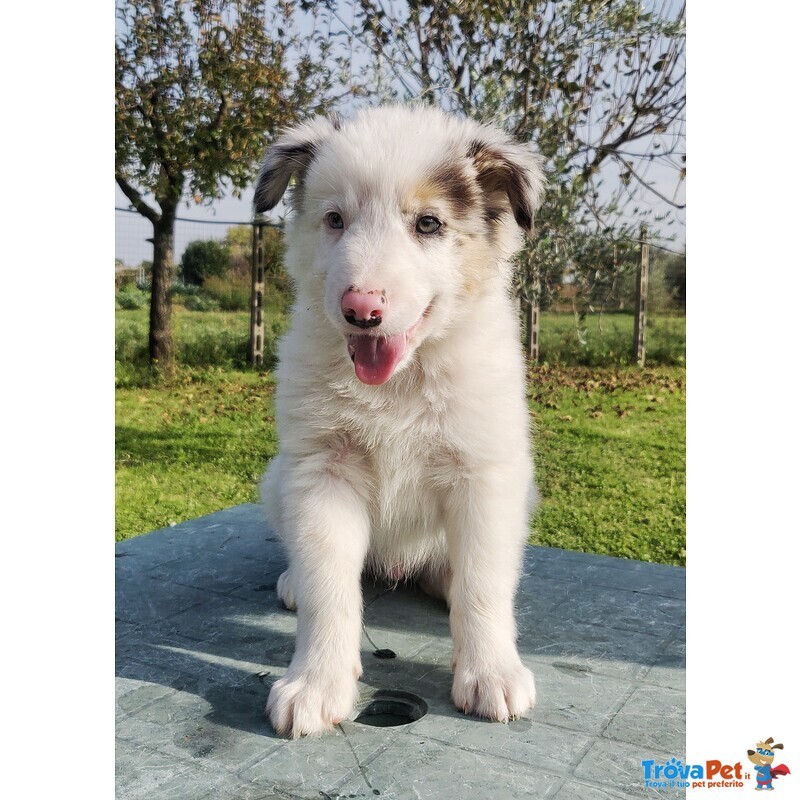 Cuccioli di Border Collie con Pedigree - Foto n. 4