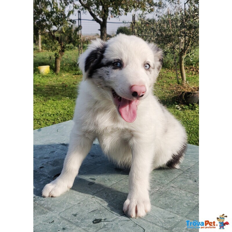 Cuccioli di Border Collie con Pedigree - Foto n. 5