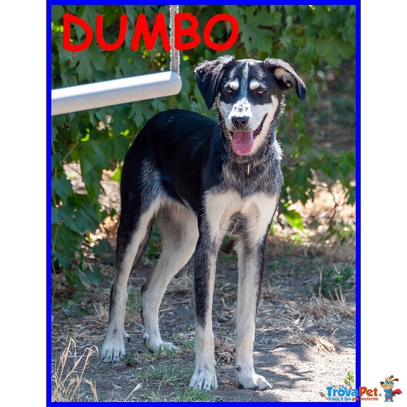 Dumbo Cucciolone 1 anno non ha Ancota una Mamma Tutta Sua - Foto n. 1