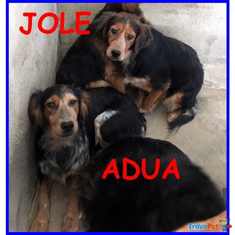 Jole e adua Sorelle Simil Setterine Cercano casa Separate o Insieme - Foto n. 1
