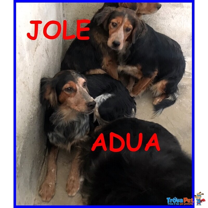 Jole e adua Sorelle Simil Setterine Cercano casa Separate o Insieme - Foto n. 2