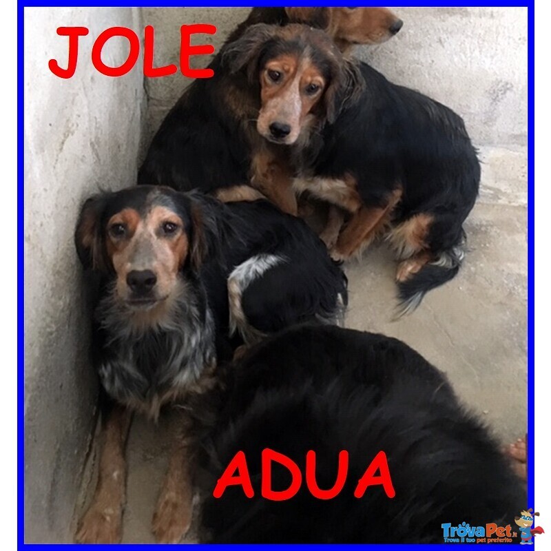 Jole e adua Sorelle Simil Setterine Cercano casa Separate o Insieme - Foto n. 3