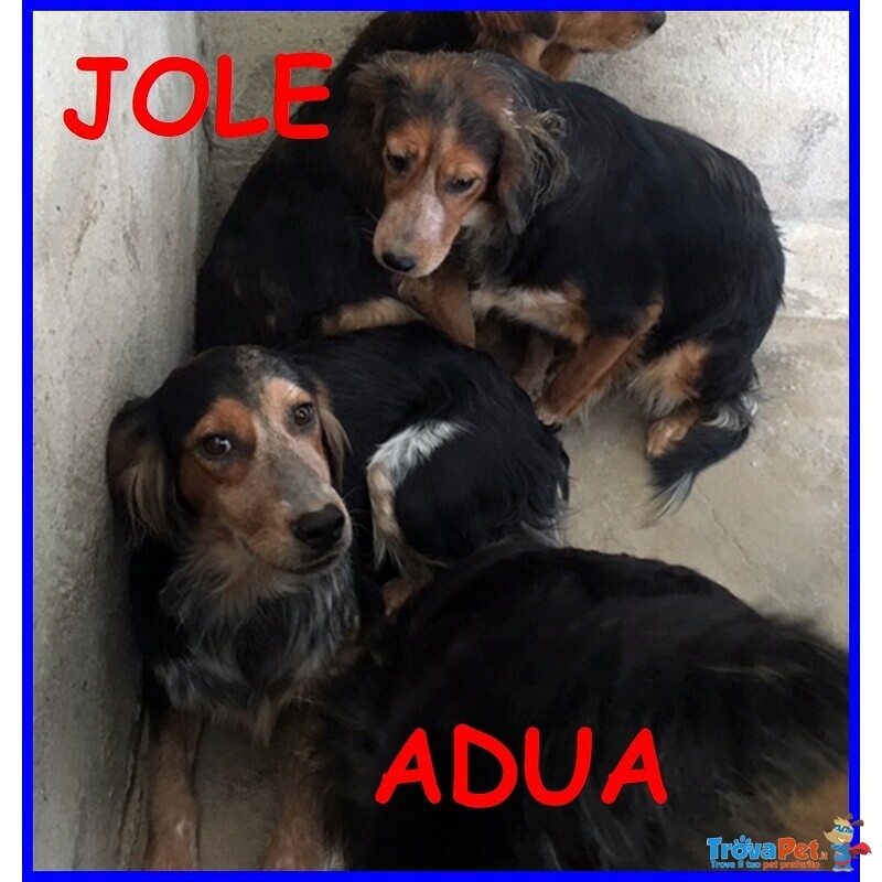 Jole e adua Sorelle Simil Setterine Cercano casa Separate o Insieme - Foto n. 4