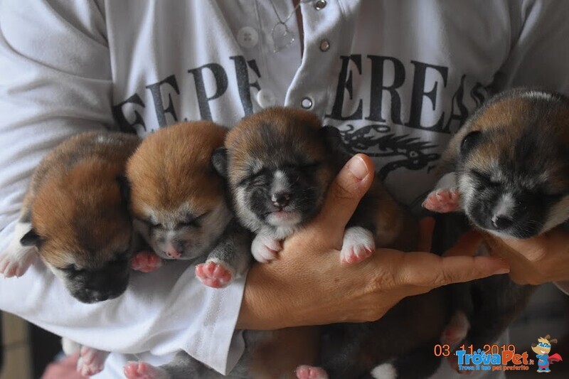 Cuccioli di Akita Inu - Foto n. 1