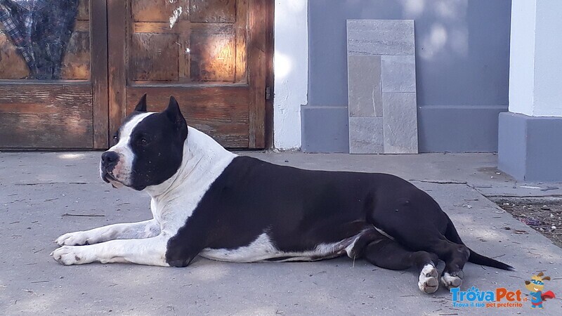 Vendesi Cucciola di Amstaff American Staffordshire Terrier - Foto n. 1