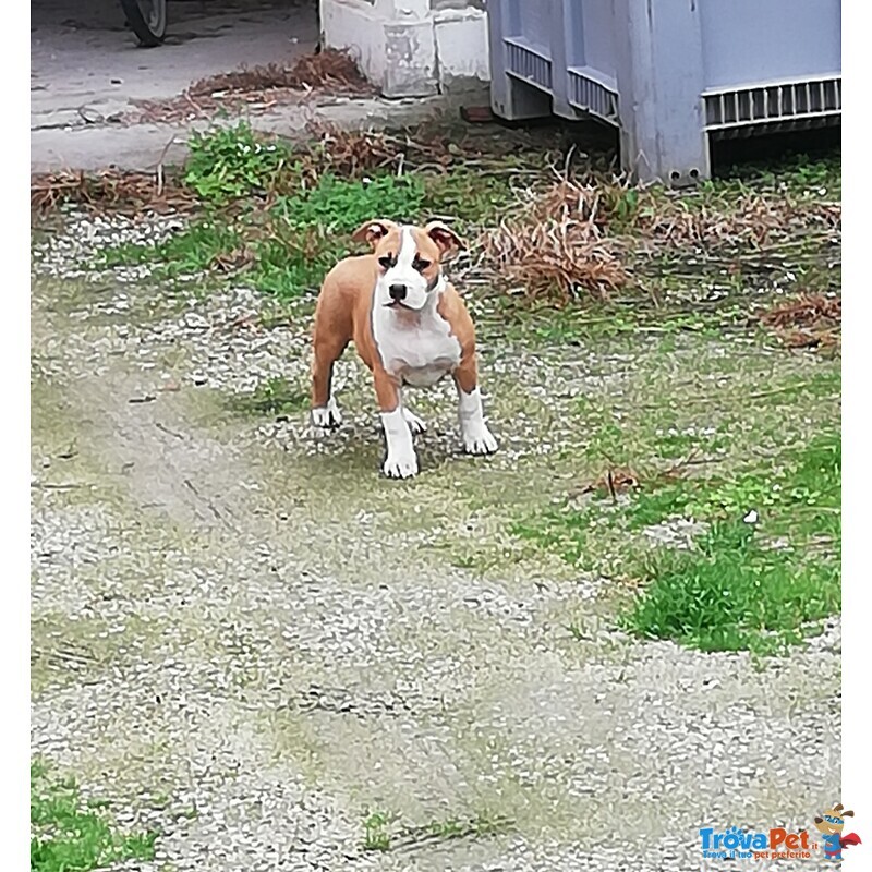 Vendesi Cucciola di Amstaff American Staffordshire Terrier - Foto n. 3