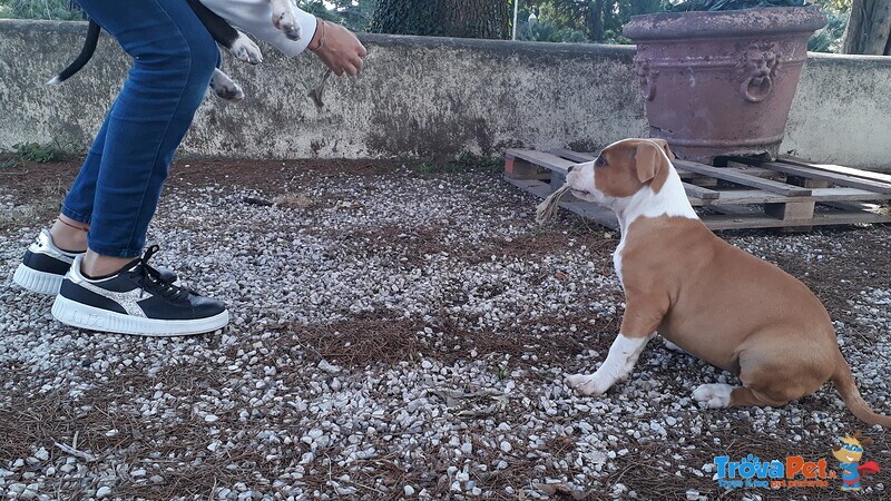 Vendesi Cucciola di Amstaff American Staffordshire Terrier - Foto n. 4