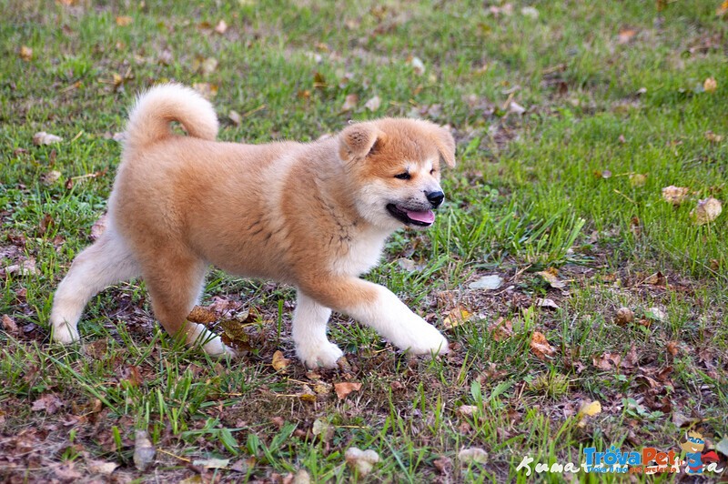 Disponibili Cuccioli di Akita inu Maschi Fulvi - Foto n. 2