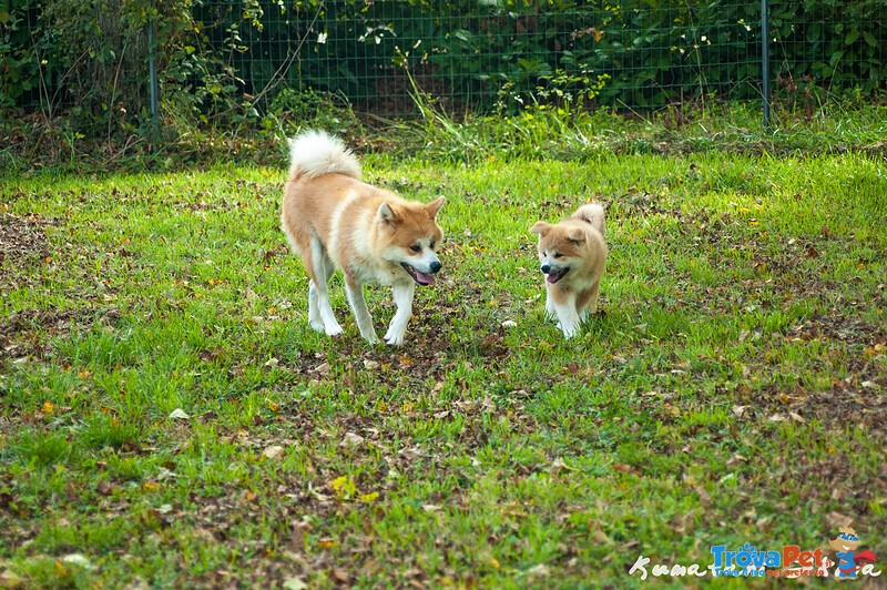 Disponibili Cuccioli di Akita inu Maschi Fulvi - Foto n. 3