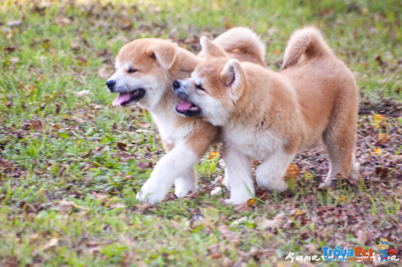 Disponibili Cuccioli di Akita inu Maschi Fulvi - Foto n. 7