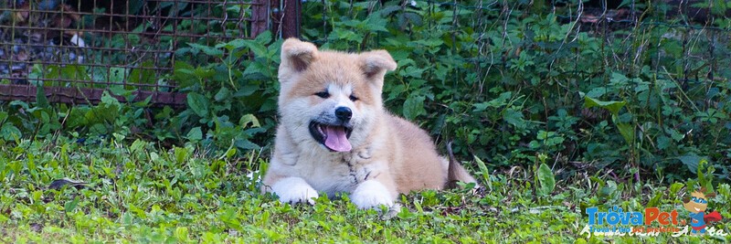 Disponibili Cuccioli di Akita inu Maschi Fulvi - Foto n. 9