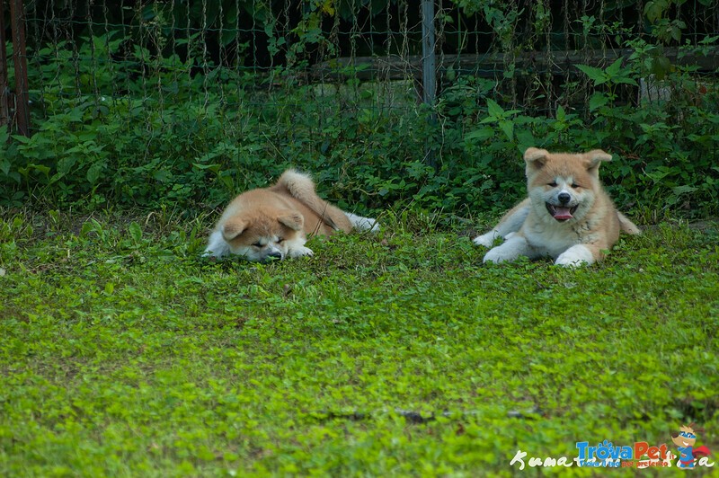 Disponibili Cuccioli di Akita inu Maschi Fulvi - Foto n. 10