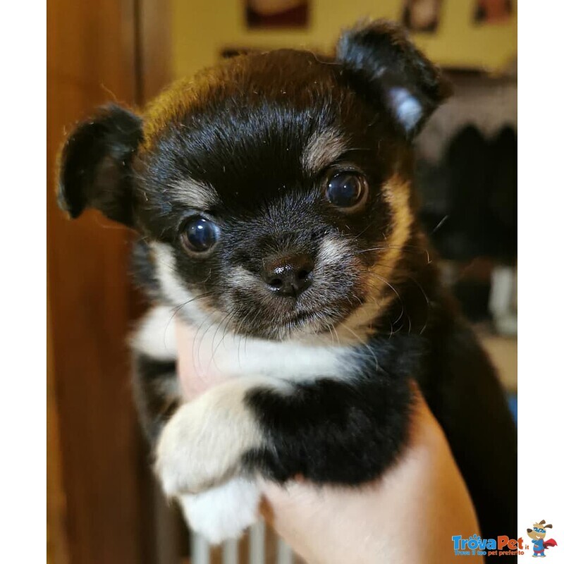 Chihuahua pelo Lungo Cuccioli con Pedigree - Foto n. 1