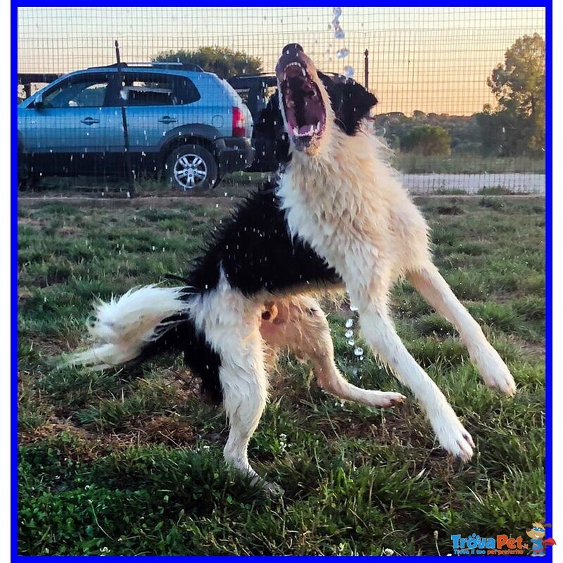 Petrux Cucciolone 1 anno e Mezzo Simil Border Aspetta Ancora una Famiglia - Foto n. 3