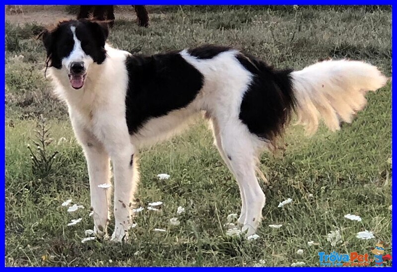 Petrux Cucciolone 1 anno e Mezzo Simil Border Aspetta Ancora una Famiglia - Foto n. 4