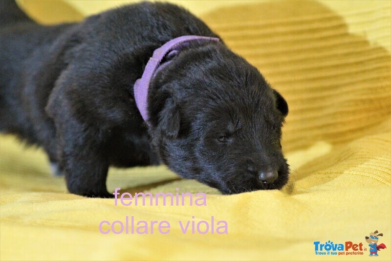 Cuccioli Pastore Tedesco a pelo Lungo - Foto n. 9