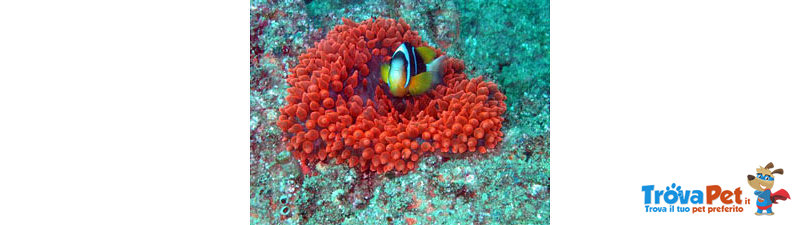 Anemone Rosso Quadricolor Raro - Foto n. 1