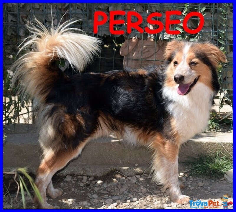 Perseo Bellissimo Volpinetto 3 anni 12 kg Pronto per L'adozione - Foto n. 1