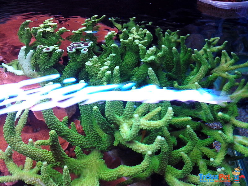 Talea di Acropora Verde Corallo duro Sps - Foto n. 1