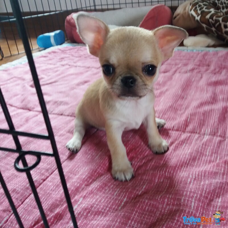 Cucciolo di Chihuahua - Foto n. 1