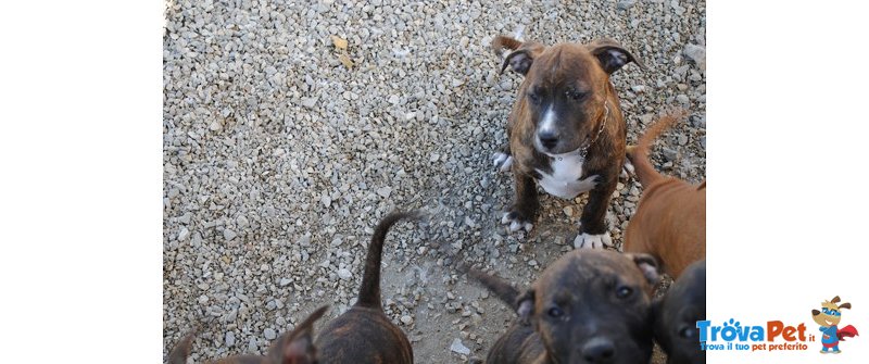 Amstaff-American Staffordshire Terrier - Foto n. 2