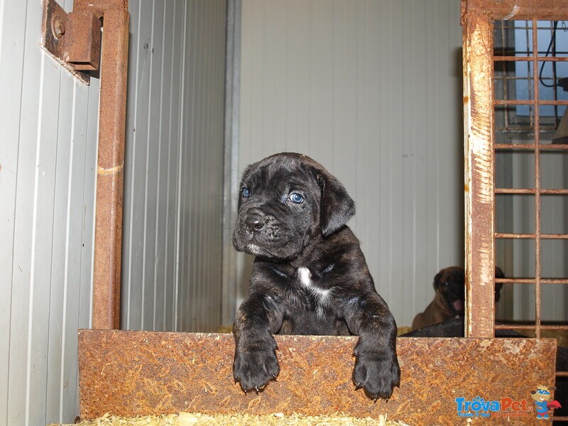 Cuccioli di cane Corso - Foto n. 2