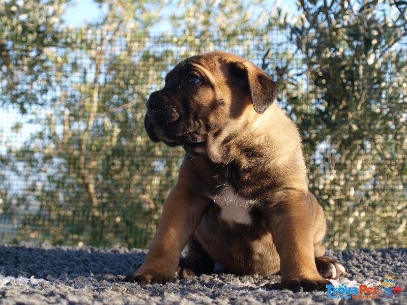 Cuccioli di cane Corso - Foto n. 3