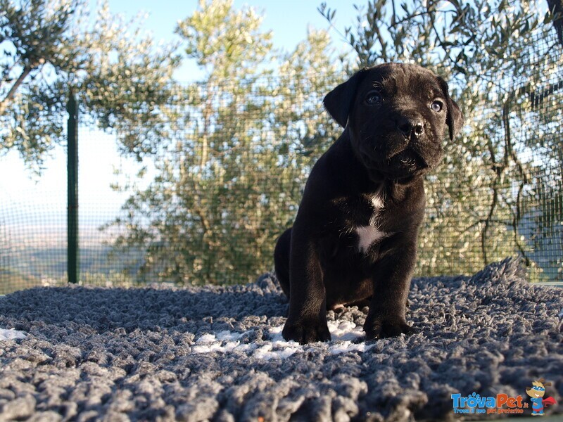 Cuccioli di cane Corso - Foto n. 4