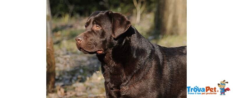 Cuccioli di Labrador - Foto n. 2