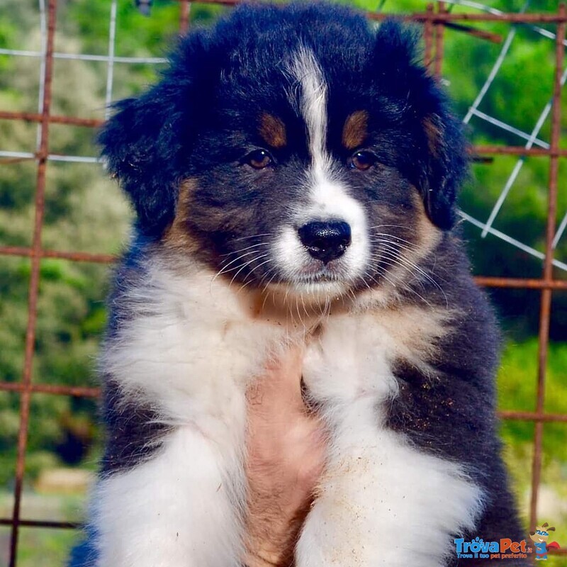 Cuccioli Australian Shepherd, Pastori Australiani - Foto n. 1