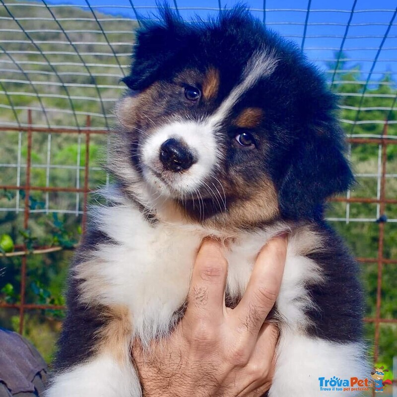 Cuccioli Australian Shepherd, Pastori Australiani - Foto n. 2