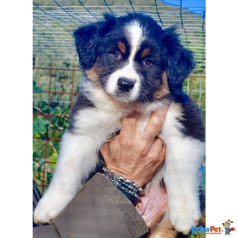 Cuccioli Australian Shepherd, Pastori Australiani - Foto n. 3