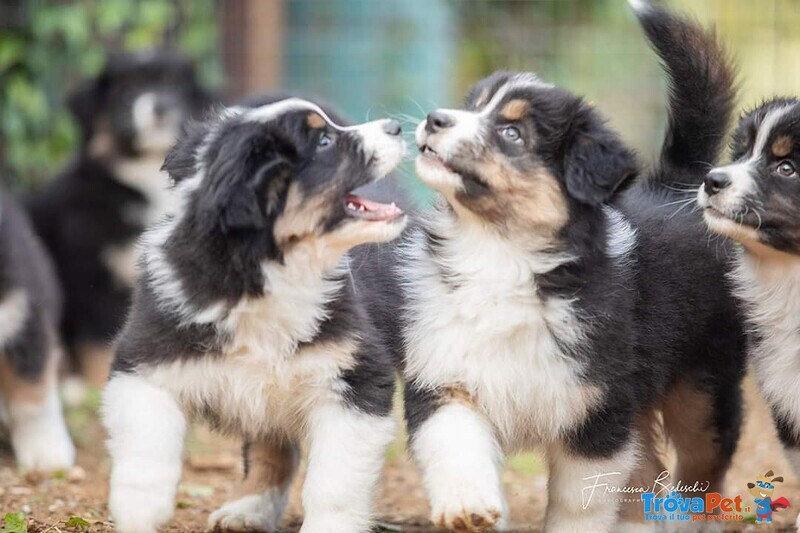 Cuccioli Australian Shepherd, Pastori Australiani - Foto n. 4