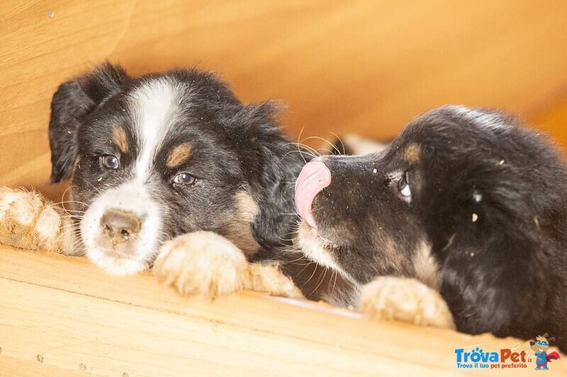 Cuccioli Australian Shepherd, Pastori Australiani - Foto n. 5