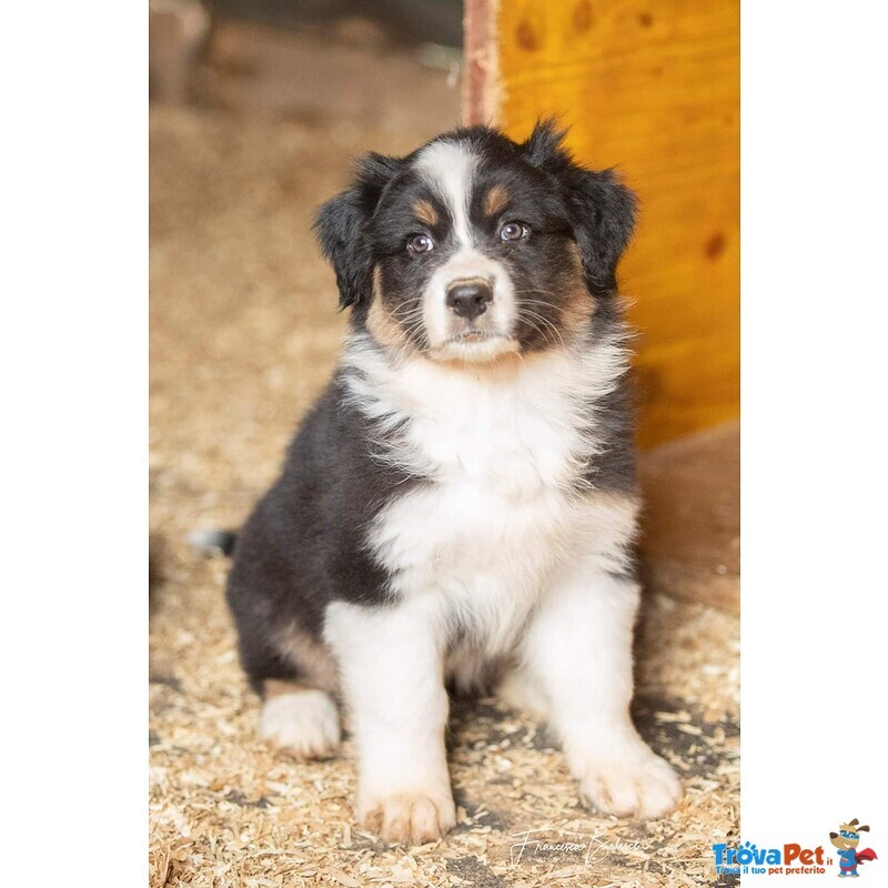 Cuccioli Australian Shepherd, Pastori Australiani - Foto n. 6