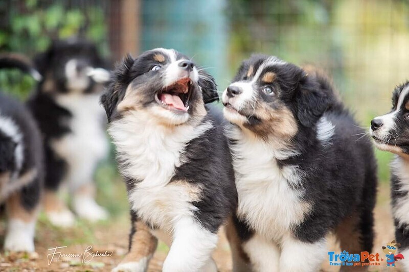 Cuccioli Australian Shepherd, Pastori Australiani - Foto n. 8