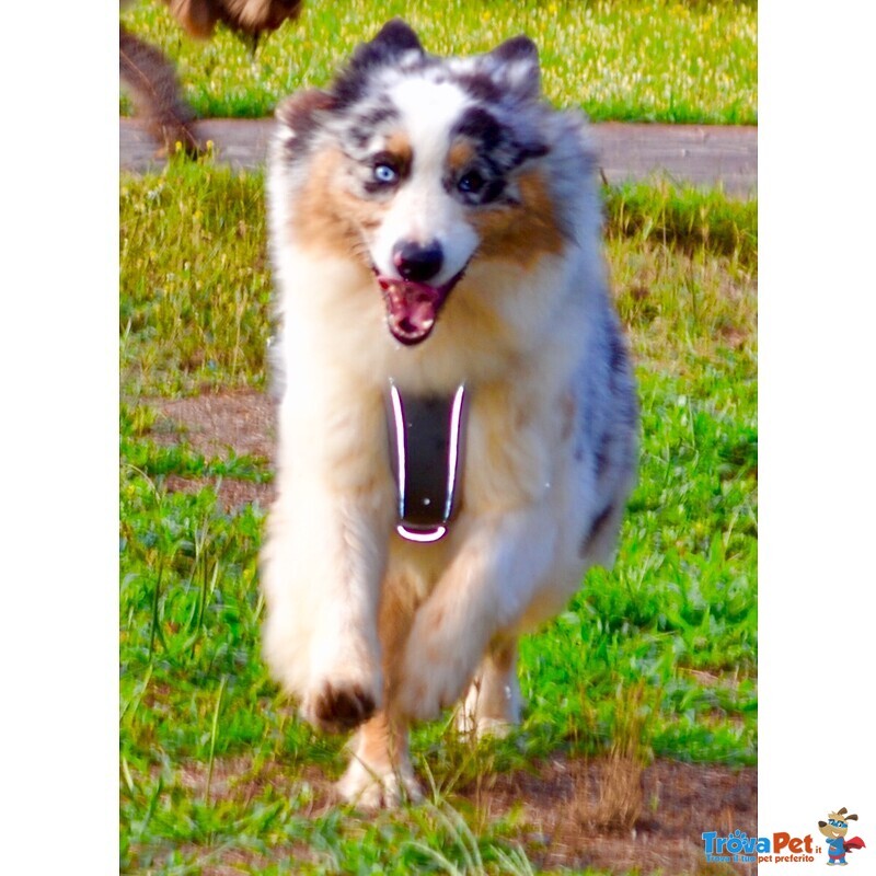 Cuccioli Australian Shepherd, Pastori Australiani - Foto n. 10