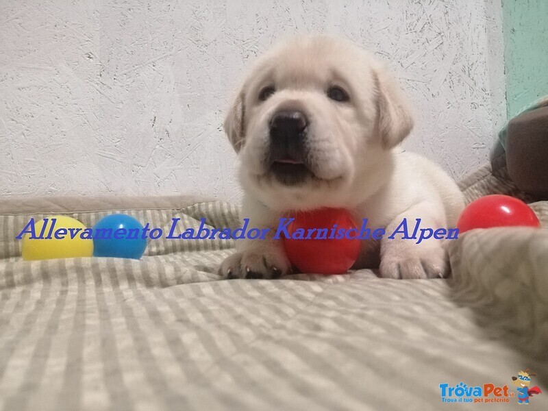 Labrador Retriever Cucciolo - Foto n. 1