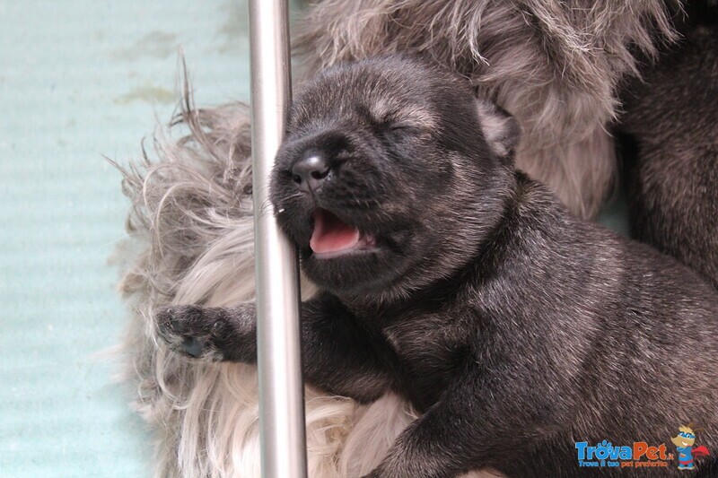 Cuccioli di Schnauzer Medio pepe e Sale - Foto n. 2