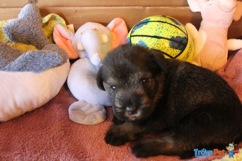 Cuccioli di Schnauzer Medio pepe e Sale - Foto n. 4