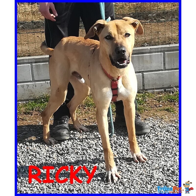 Ricky Meraviglioso e Vivace Simil Alano 3 anni e Mezzo - Foto n. 1