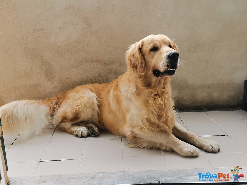 Cerco Femmina di Golden Retriever - Foto n. 2