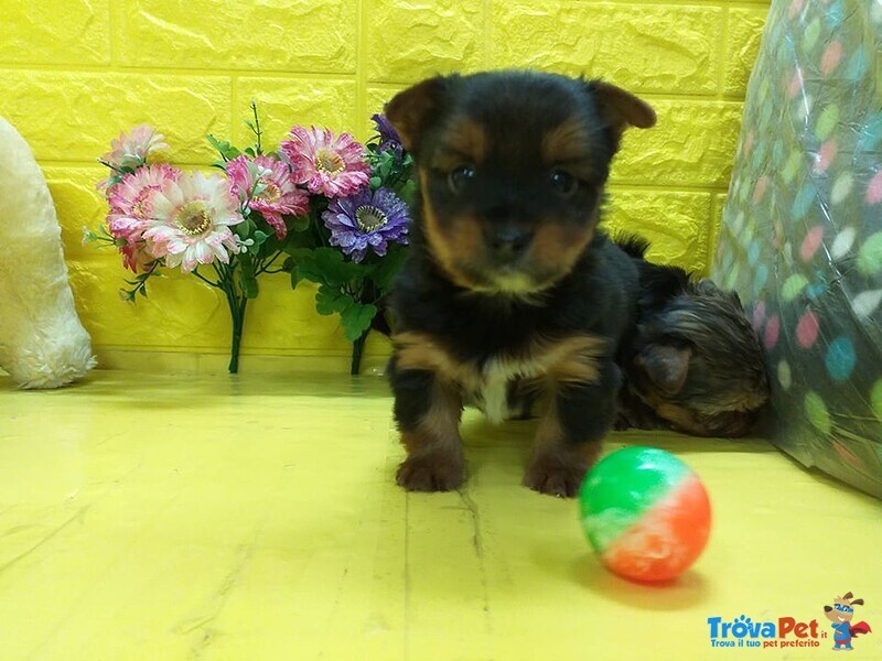 Yorkshire Terrier Cuccioli mini toy Nani - Foto n. 4