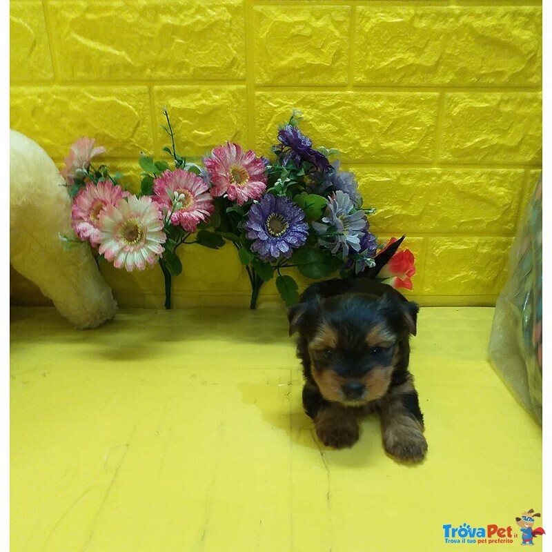 Yorkshire Terrier Cuccioli mini toy Nani - Foto n. 5