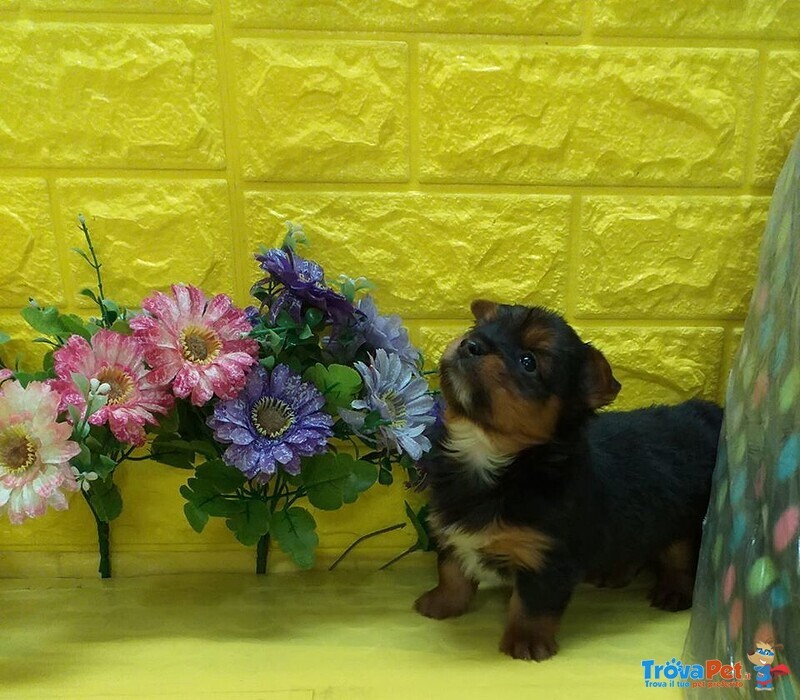 Yorkshire Terrier Cuccioli mini toy Nani - Foto n. 7