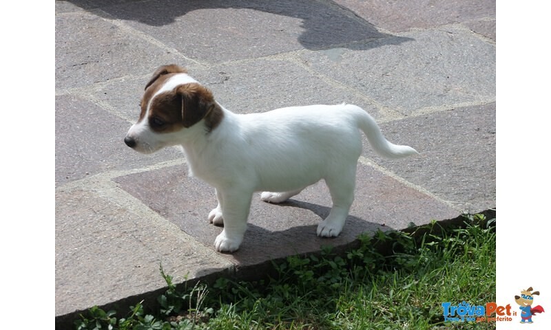 Jack Russell Terrier - Pedigree - Foto n. 1