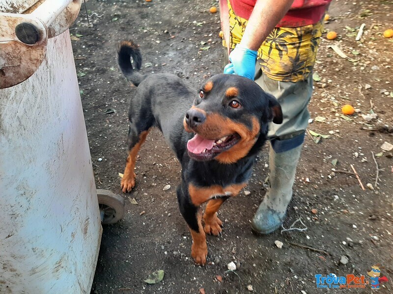 Ringo Rottweiler Cucciolone 9 Mesi - Foto n. 1