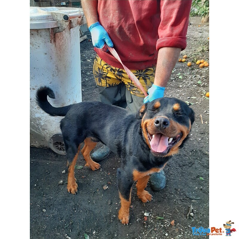 Ringo Rottweiler Cucciolone 9 Mesi - Foto n. 2