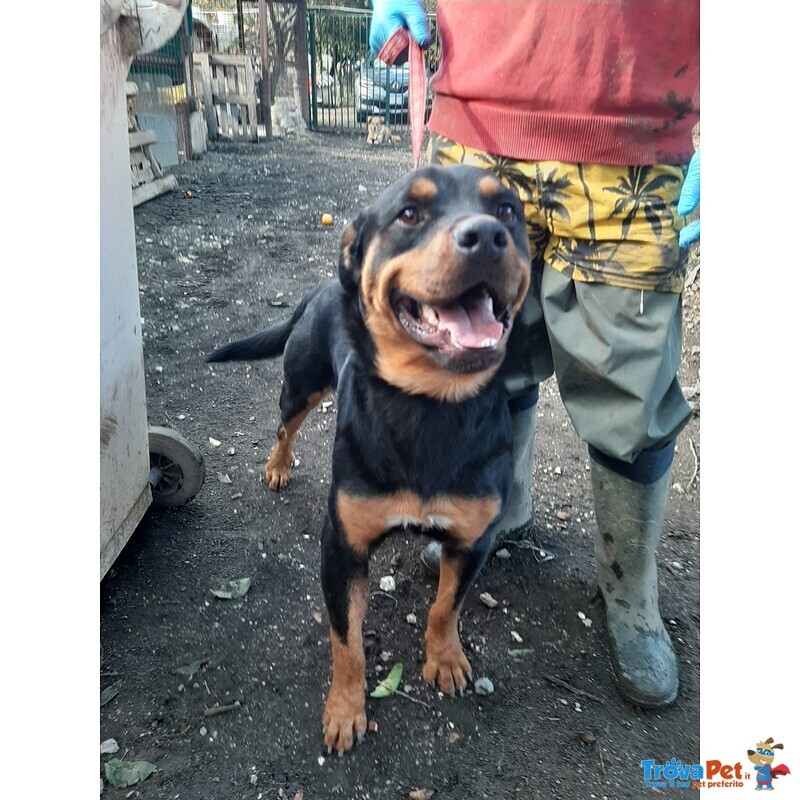 Ringo Rottweiler Cucciolone 9 Mesi - Foto n. 3